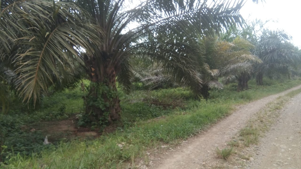 Gampong drien memiliki puluhan hektar kebun kelapa sawit